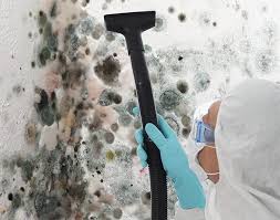 Trusted Bastrop, TX Mold Removal Experts